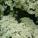 Pyracantha crenato-serrata 'Orange Glow' P1B (2)